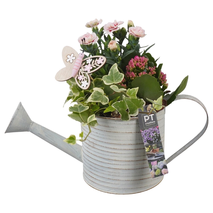 <h4>PTPP6817 Arrangement Patio in metalen gieter</h4>