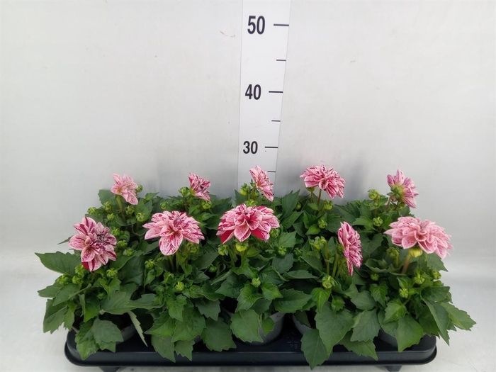 <h4>Dahlia DE 'Labella Grande Red'</h4>