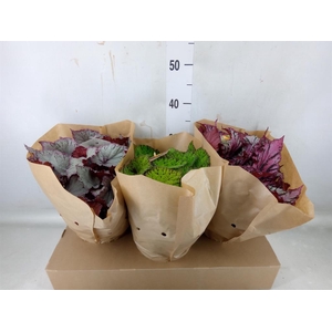 Begonia BD 'Beleaf'   ...mix