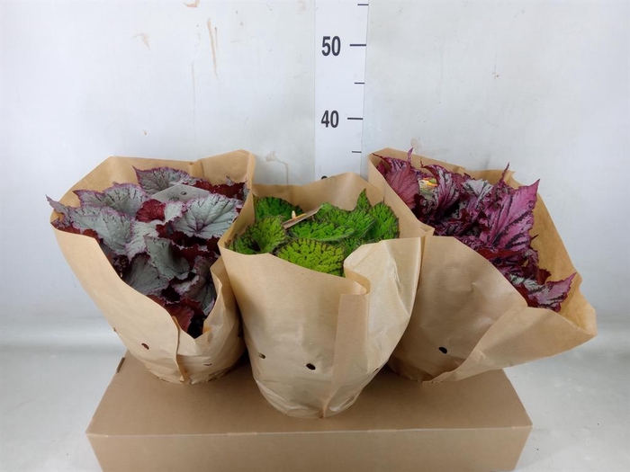 <h4>Begonia BD 'Beleaf' ...mix</h4>