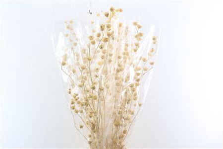 <h4>Dried Lavatera White Bunch Slv</h4>