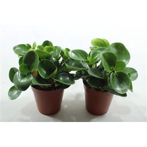 15CM PEP OBTUSIFOLIA
