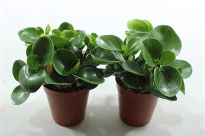 <h4>15CM PEP OBTUSIFOLIA</h4>