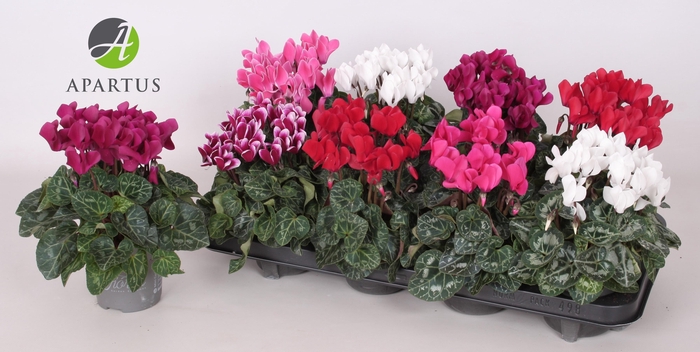 <h4>CYCL KL SUP CARINO</h4>