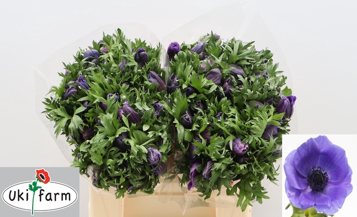 <h4>ANEM CO GALIL BLAUW</h4>