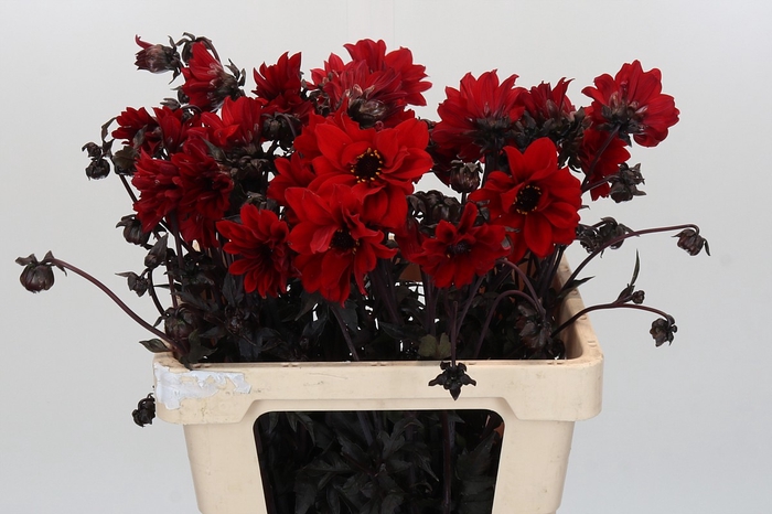 <h4>Dahlia Bishop of Landaff</h4>