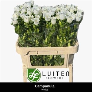 Campanula Med Champ White