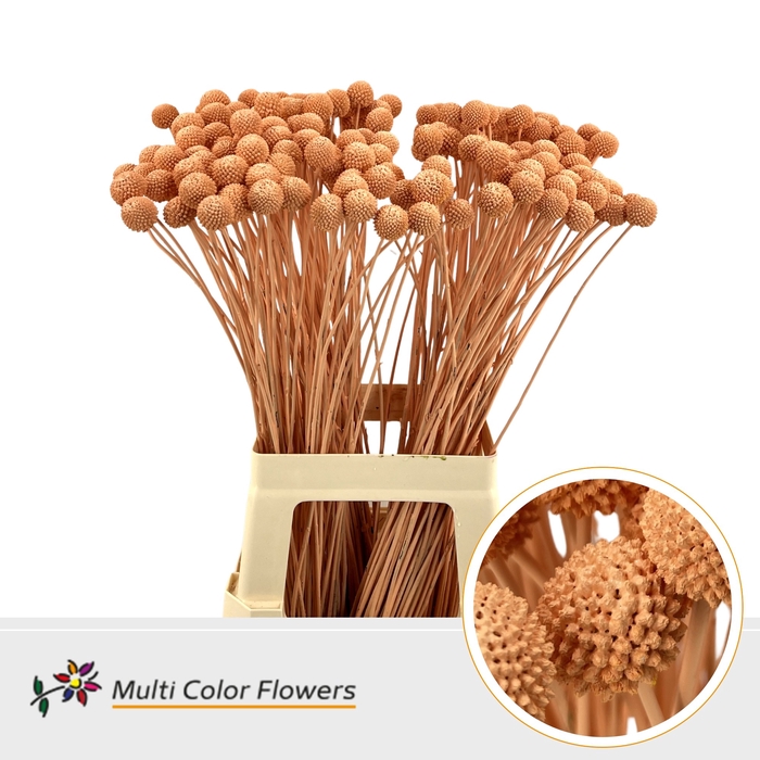 <h4>Craspedia Apricot</h4>