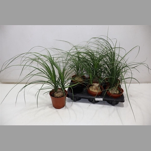 Beaucarnea Recur