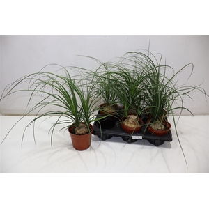 Beaucarnea Recur
