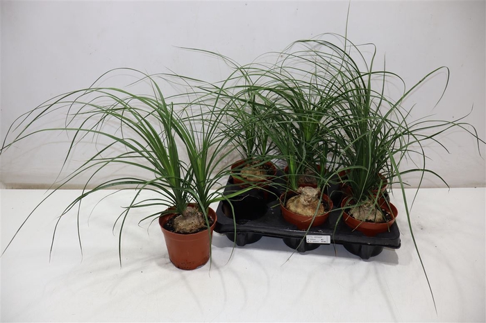 <h4>Beaucarnea Recur</h4>
