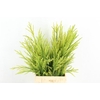CONIFEER CRYPT SEKKA PER BUNCH