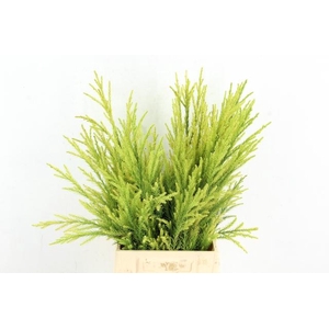 CONIFEER CRYPT SEKKA PER BUNCH