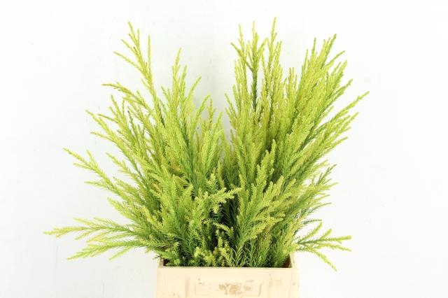 <h4>CONIFEER CRYPT SEKKA PER BUNCH</h4>