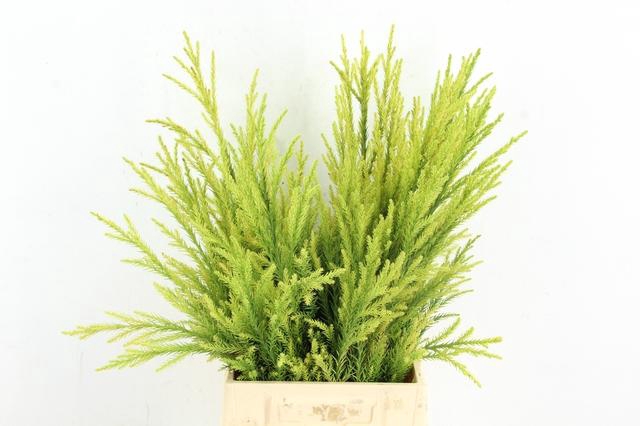 CONIFEER CRYPT SEKKA PER BUNCH