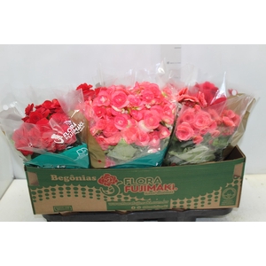 BEGONIA P15