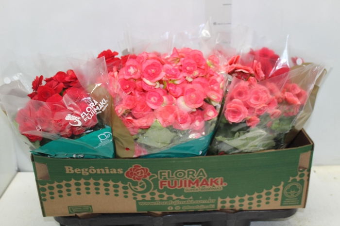 BEGONIA P15
