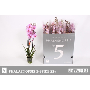 PHAL OV ROZE