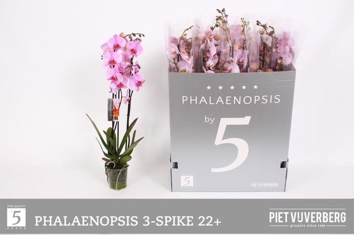 <h4>PHAL OV ROZE</h4>