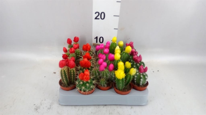<h4>Cactus   ...decorated</h4>