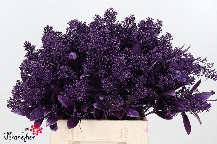 <h4>SKIM OV BS KLB H%</h4>