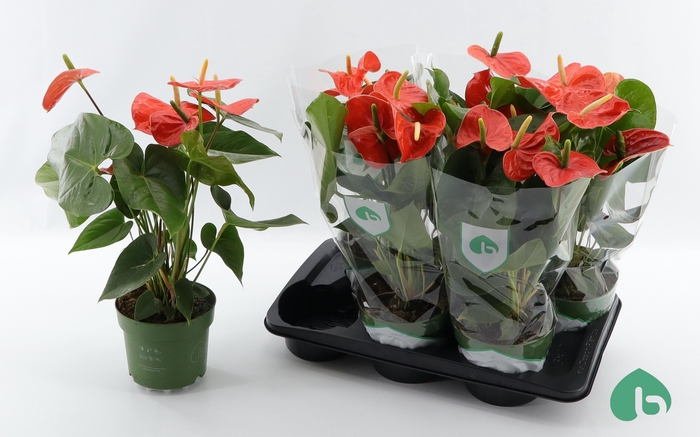 <h4>ANTHU AN NEBRASKA</h4>