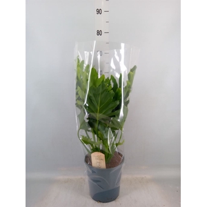 Philodendron bipinn. 'Little Hope'