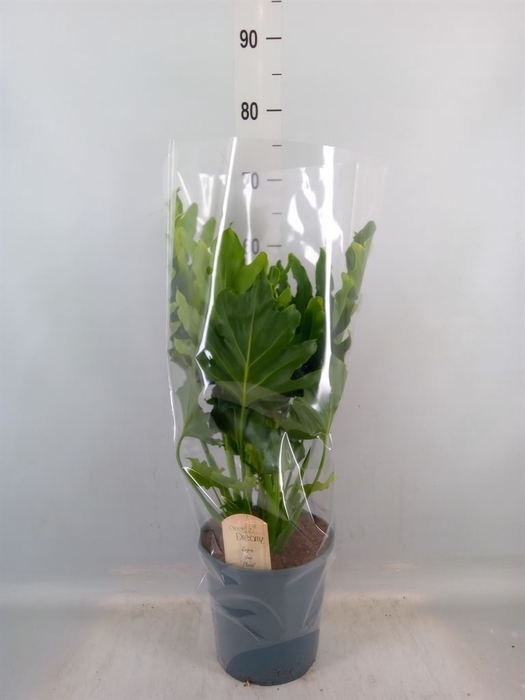 <h4>Philodendron bipinn. 'Little Hope'</h4>