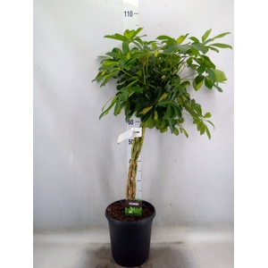 Schefflera arbor. 'Gold Capella'