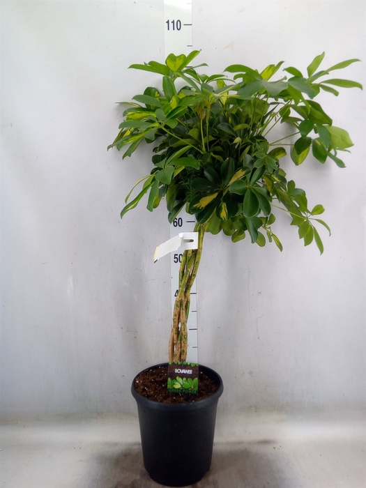 <h4>Schefflera arbor. 'Gold Capella'</h4>