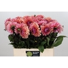 Dahlia Sweet Sanne