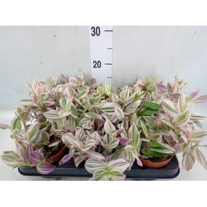 Tradescantia   ...