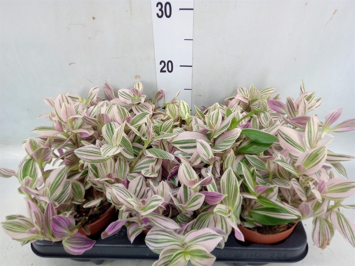 <h4>Tradescantia   ...</h4>