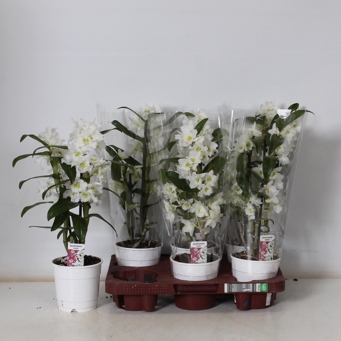 <h4>DEND NOBILE</h4>