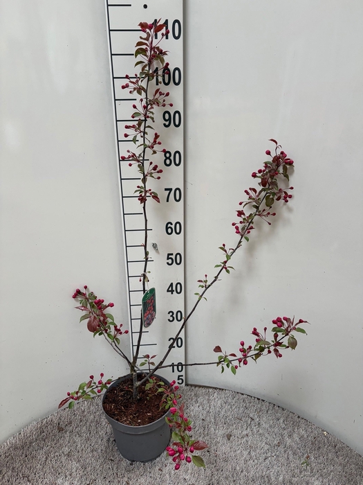 <h4>MALUS DOMESTICA OV</h4>