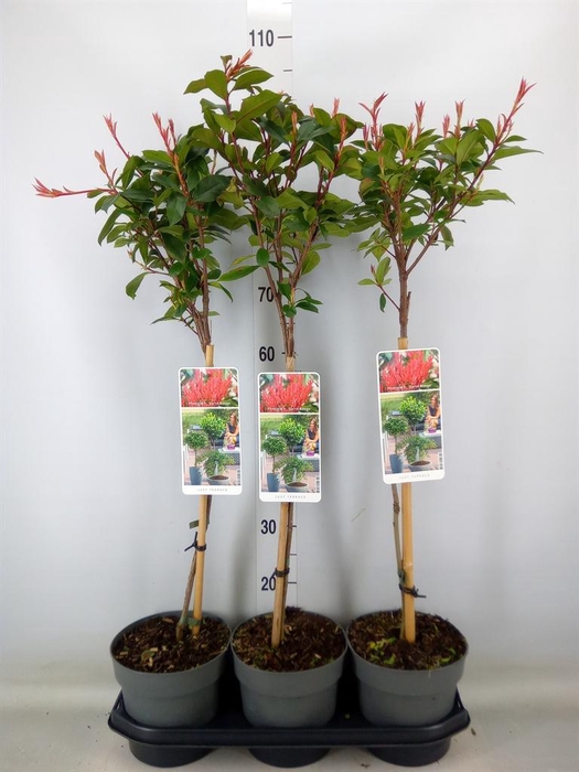 <h4>Photinia fraseri</h4>