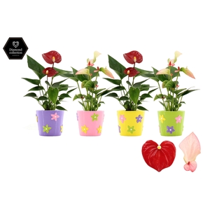 Anthurium 6 cm 2 color mix in Summer Flower ceramics