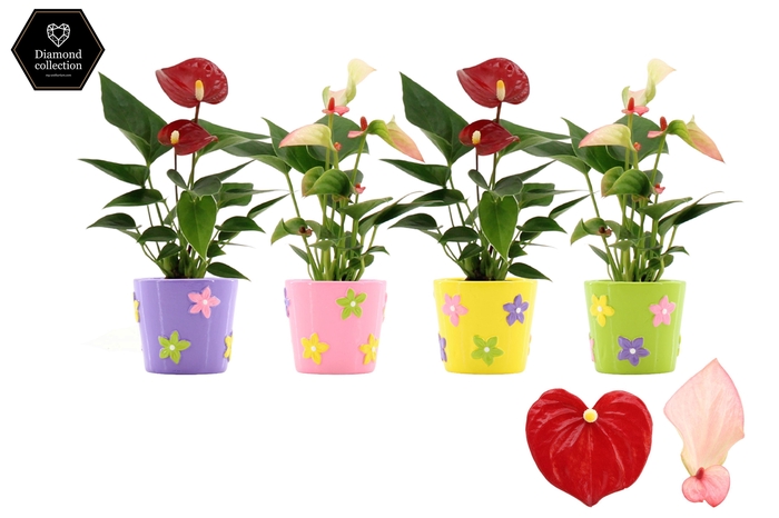 <h4>Anthurium 6 cm 2 color mix in Summer Flower ceramics</h4>