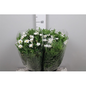 Leucanthemum White