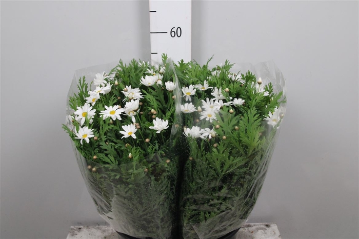 <h4>Leucanthemum White</h4>