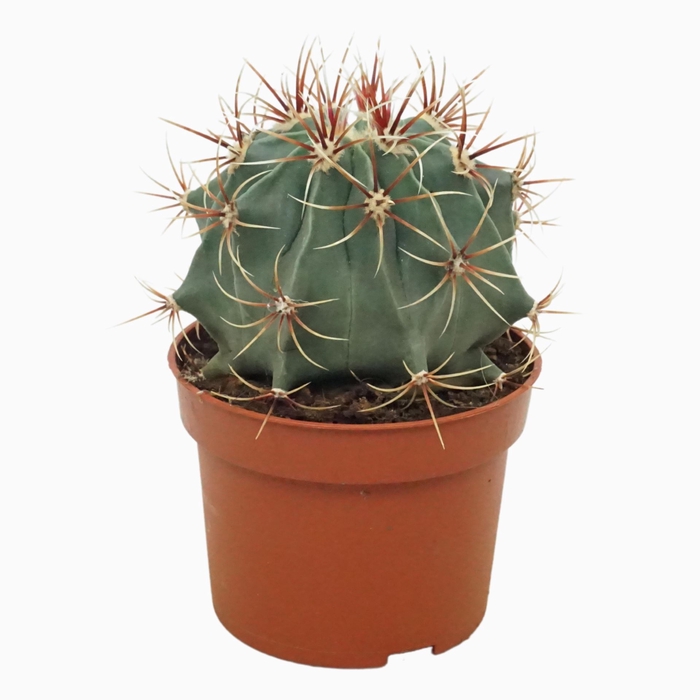 <h4>Cactus</h4>