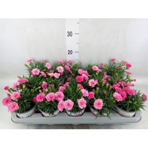 Dianthus  'I Love U'