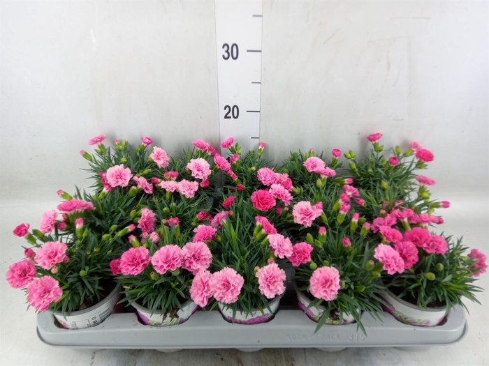 <h4>Dianthus  'I Love U'</h4>