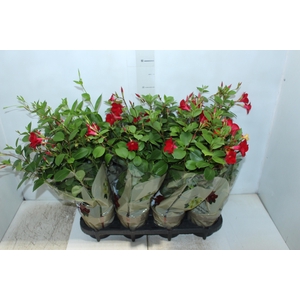 DIPLADENIA PICOLI P14 VARIADO