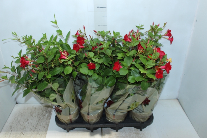 <h4>DIPLADENIA PICOLI P14 VARIADO</h4>