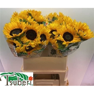 HELIANTHUS AN. 'ORANGE FIRE'
