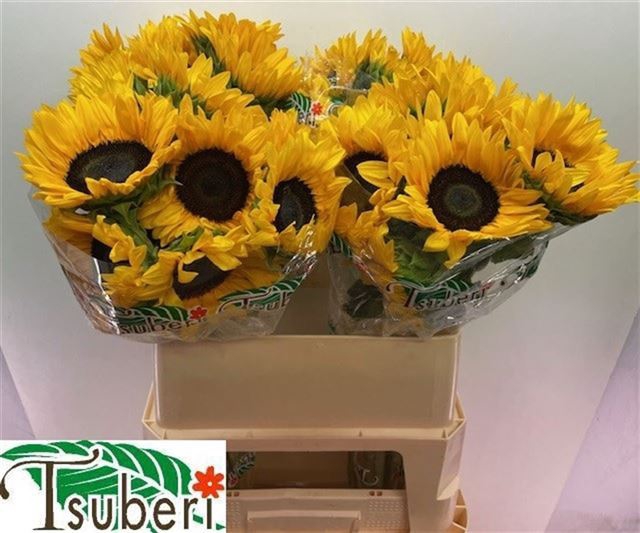 <h4>HELIANTHUS AN. 'ORANGE FIRE'</h4>
