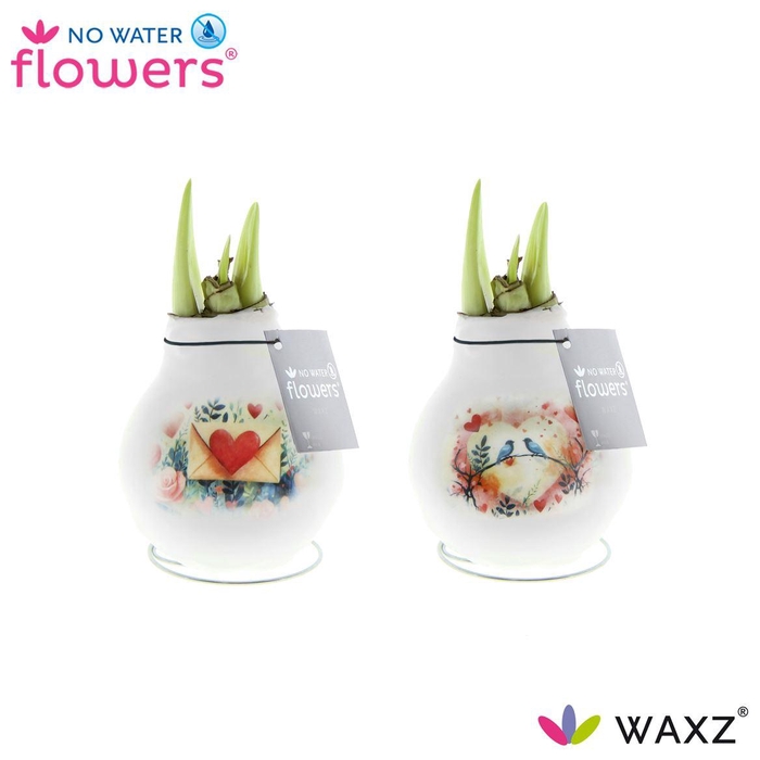 Wax Hipp Love Dreamz