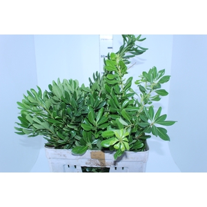 FOLHAGEM PITOSPORO VERDE 060 CM