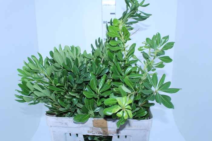 FOLHAGEM PITOSPORO VERDE 060 CM
